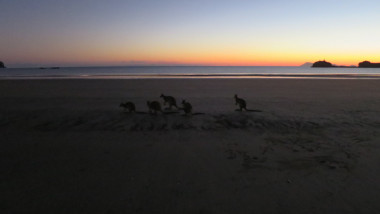 Du kangourou sur la plage...